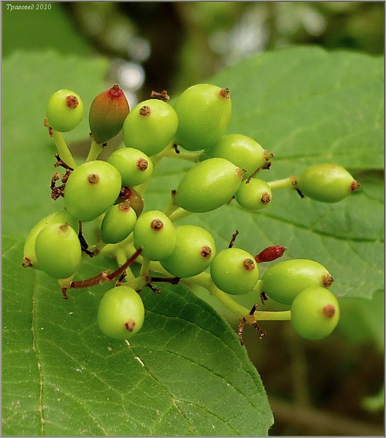 Image of Viburnum opulus specimen.