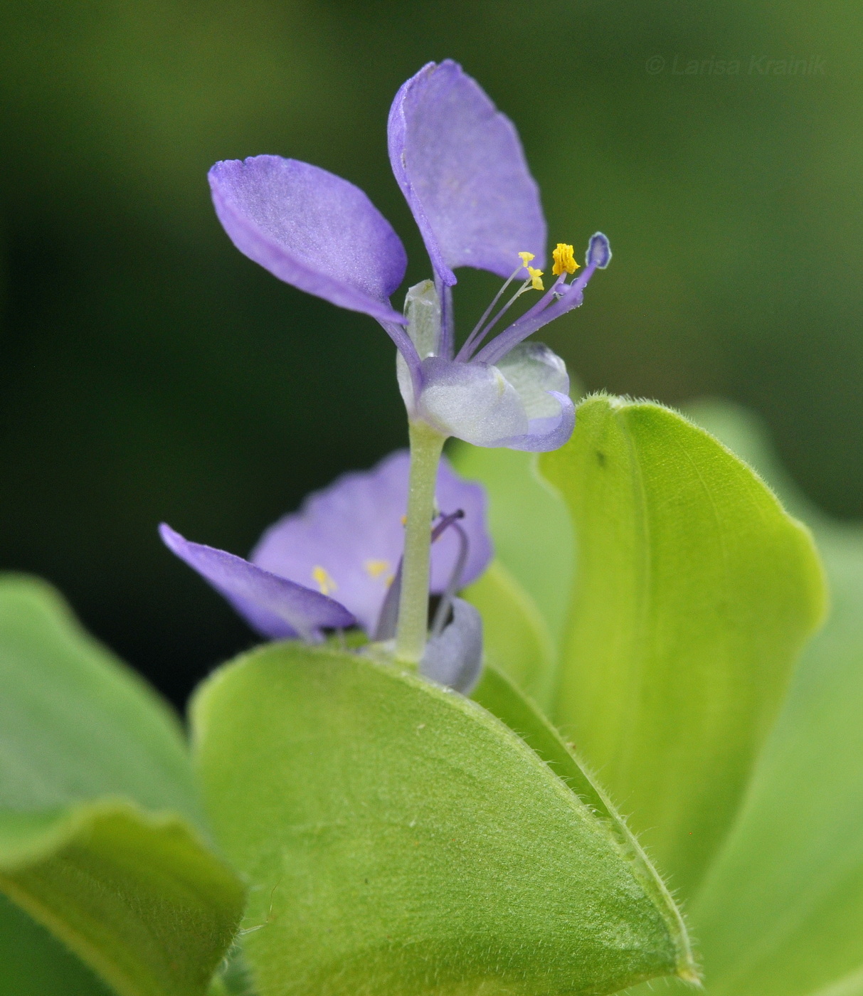 Image of genus Commelina specimen.