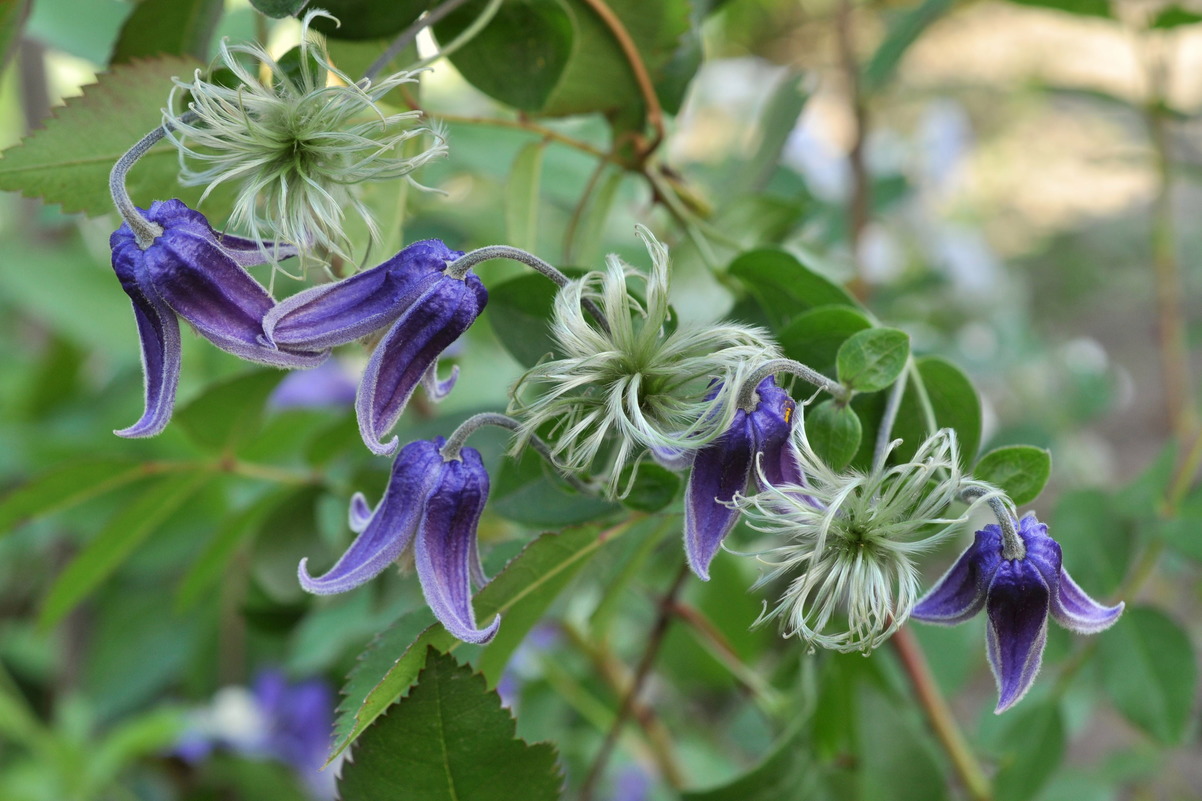 Изображение особи Clematis &times; natalii.