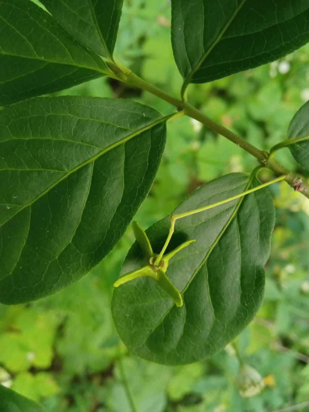 Image of Euonymus leiophloeus specimen.