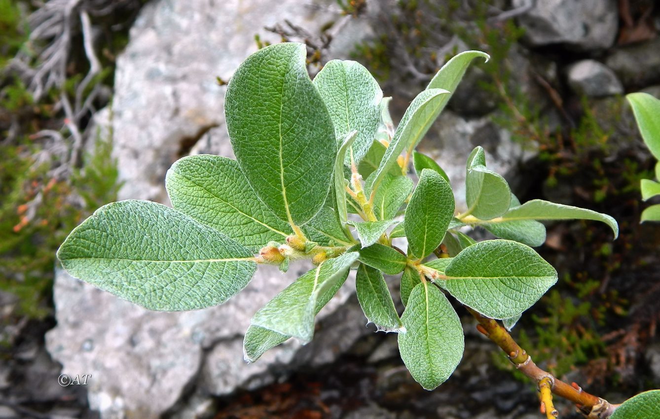 Изображение особи Salix lanata.