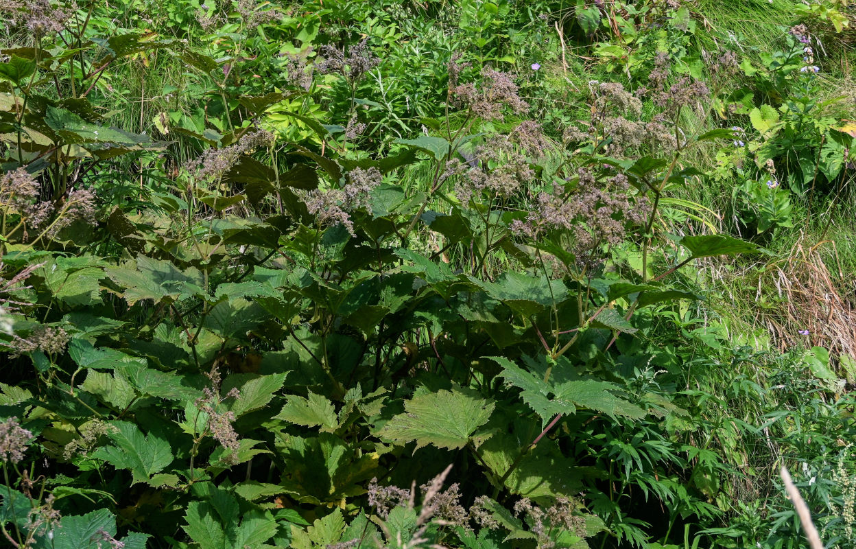 Image of Filipendula camtschatica specimen.