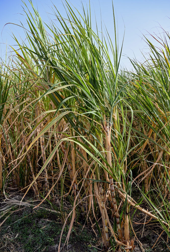 Изображение особи Saccharum officinarum.