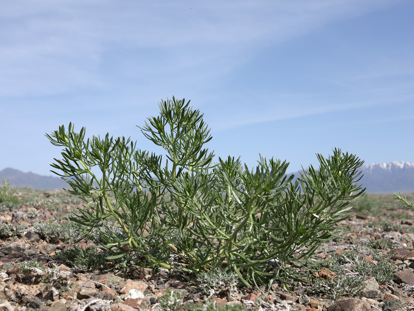 Image of Peganum harmala specimen.