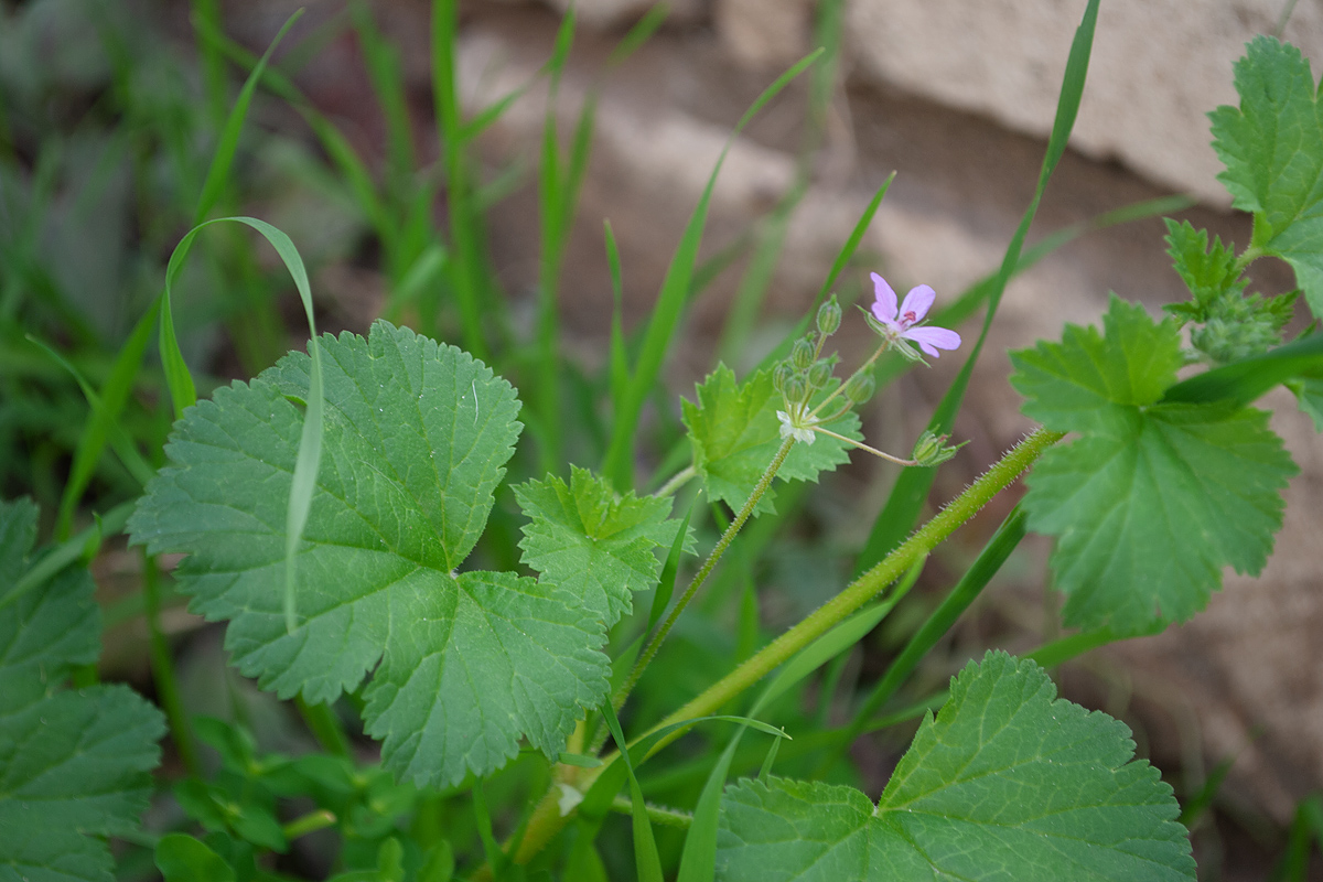 Image of Erodium malacoides specimen.