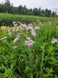 Dianthus superbus