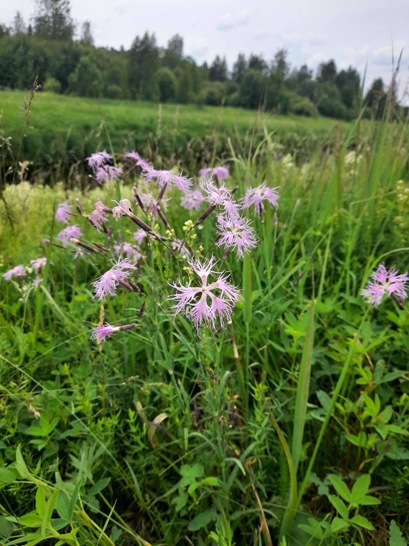 Image of Dianthus superbus specimen.