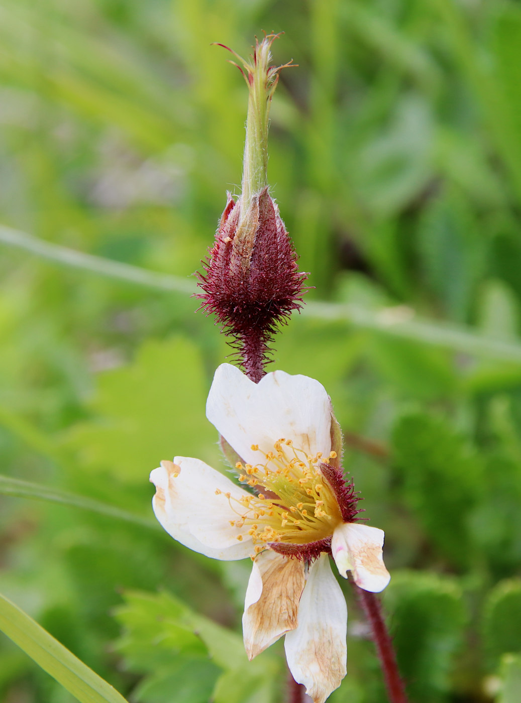 Изображение особи Dryas caucasica.