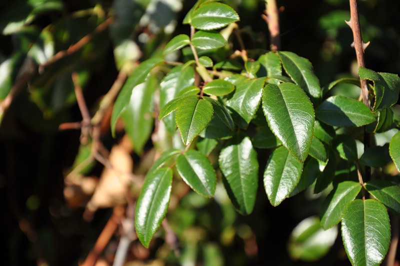 Image of Rosa sempervirens specimen.