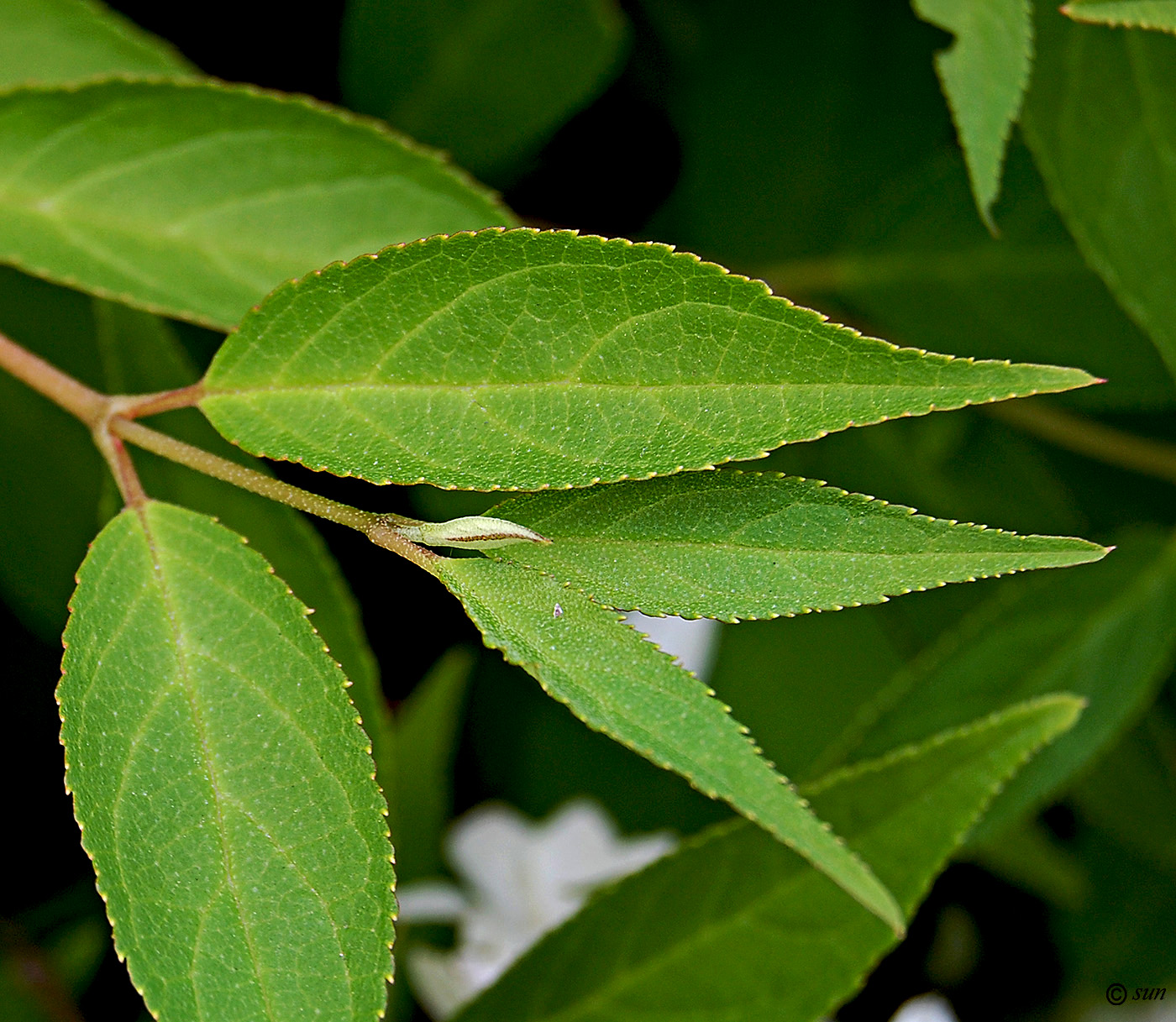 Image of Deutzia parviflora specimen.