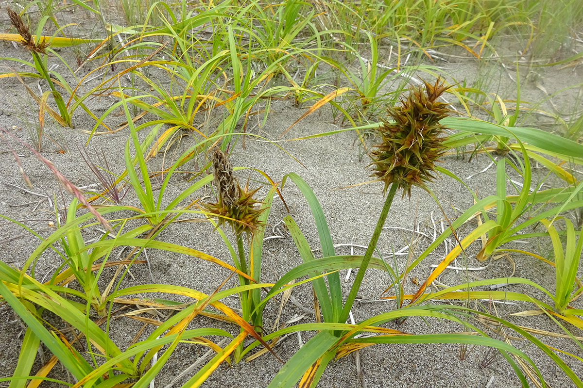 Image of Carex kobomugi specimen.