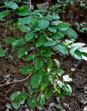 Philadelphus tenuifolius. Ветви с плодами. Приморье, Тернейский р-н, долина р. Серебрянка, смешанный лес. 11.08.2012.