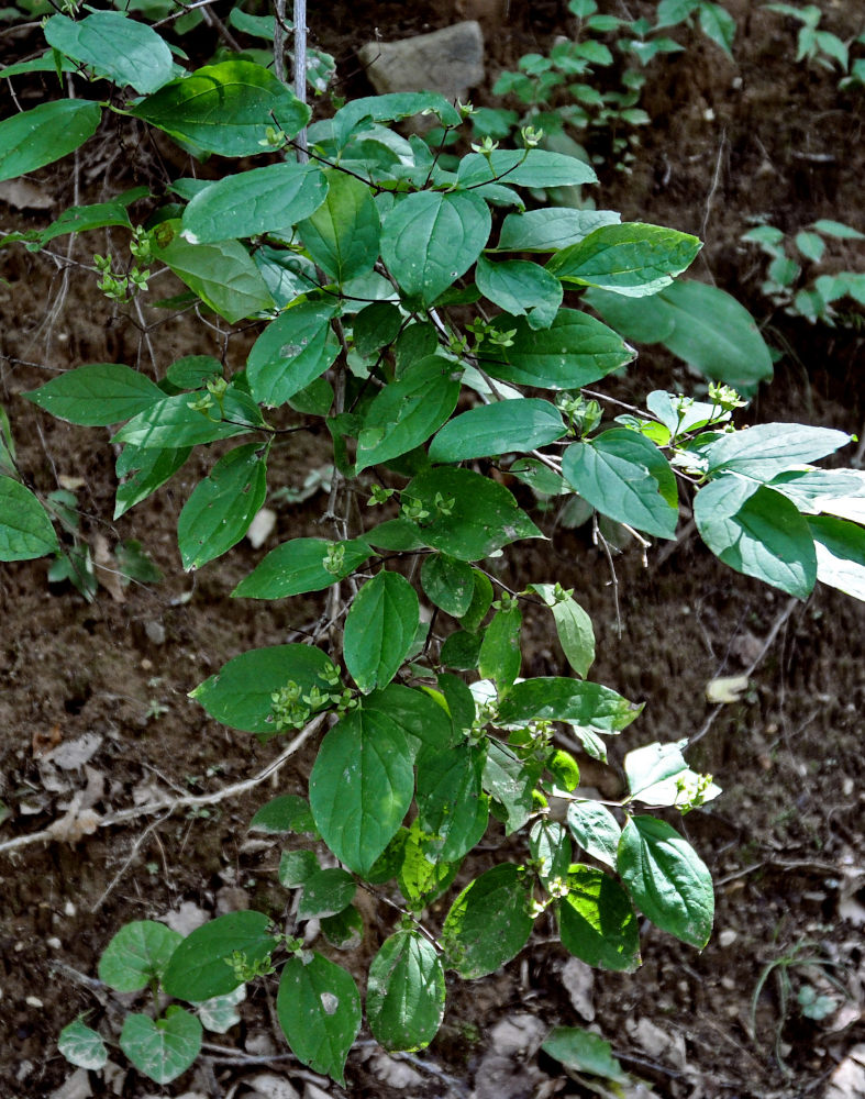 Image of Philadelphus tenuifolius specimen.