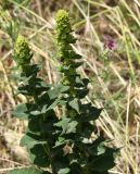 genus Verbascum. Верхушки расцветающих растений. Краснодарский край, м/о Анапа, окр. пос. Куматырь, дол. р. Куматырь, край ячменного поля у кустов. 18.06.2021.