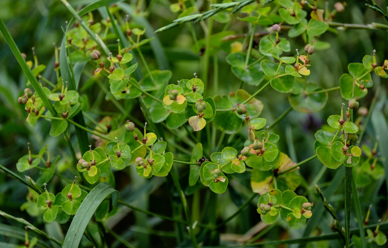 Изображение особи Euphorbia glaberrima.