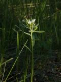 Buglossoides arvensis