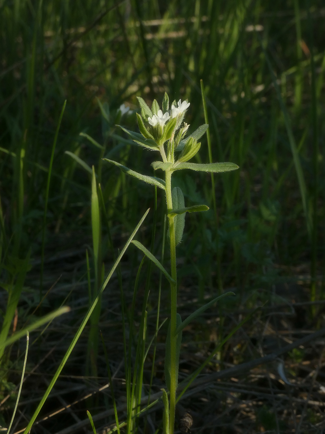 Image of Buglossoides arvensis specimen.