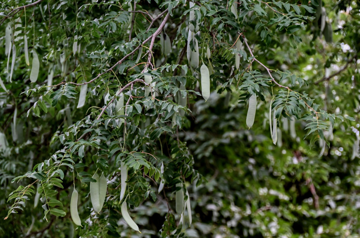 Изображение особи Gleditsia sinensis.