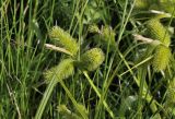 Carex capricornis. Верхушка растения с соцветиями. Приморский край, Ханкайский р-н, окр. с. Турий Рог, зап. побережье оз. Ханка, прибрежная песчаная терраса. 26.06.2022.