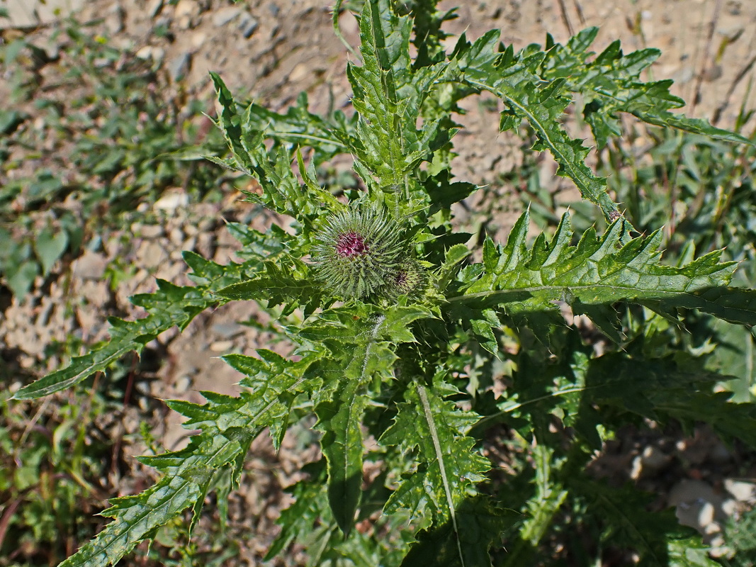 Изображение особи Carduus crispus.