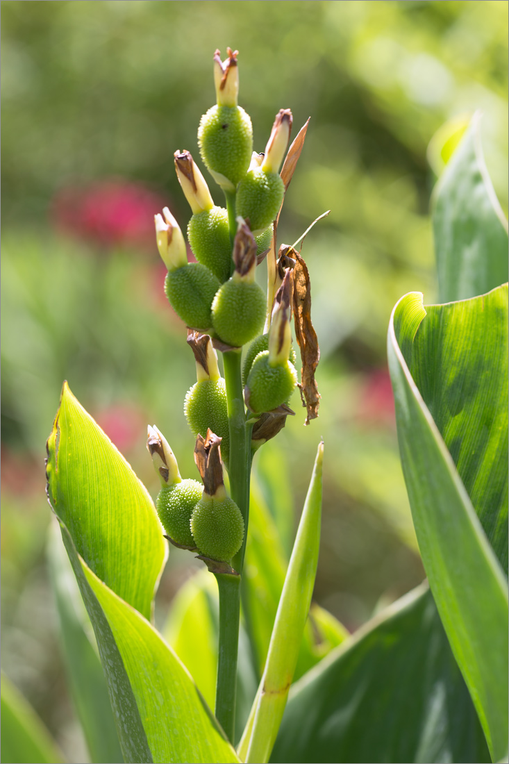 Image of genus Canna specimen.