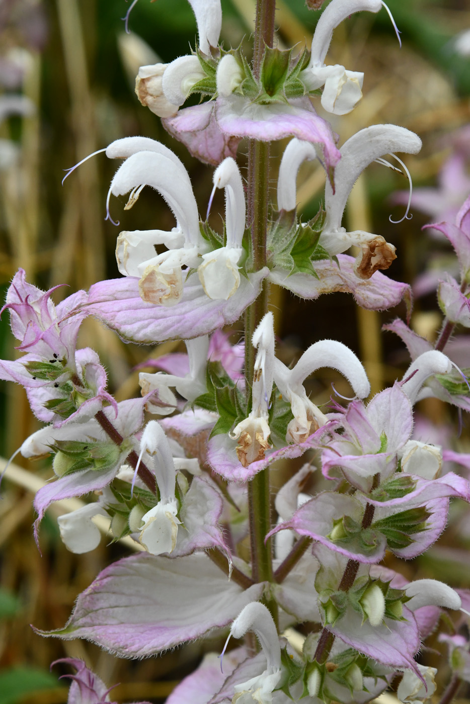 Image of Salvia sclarea specimen.