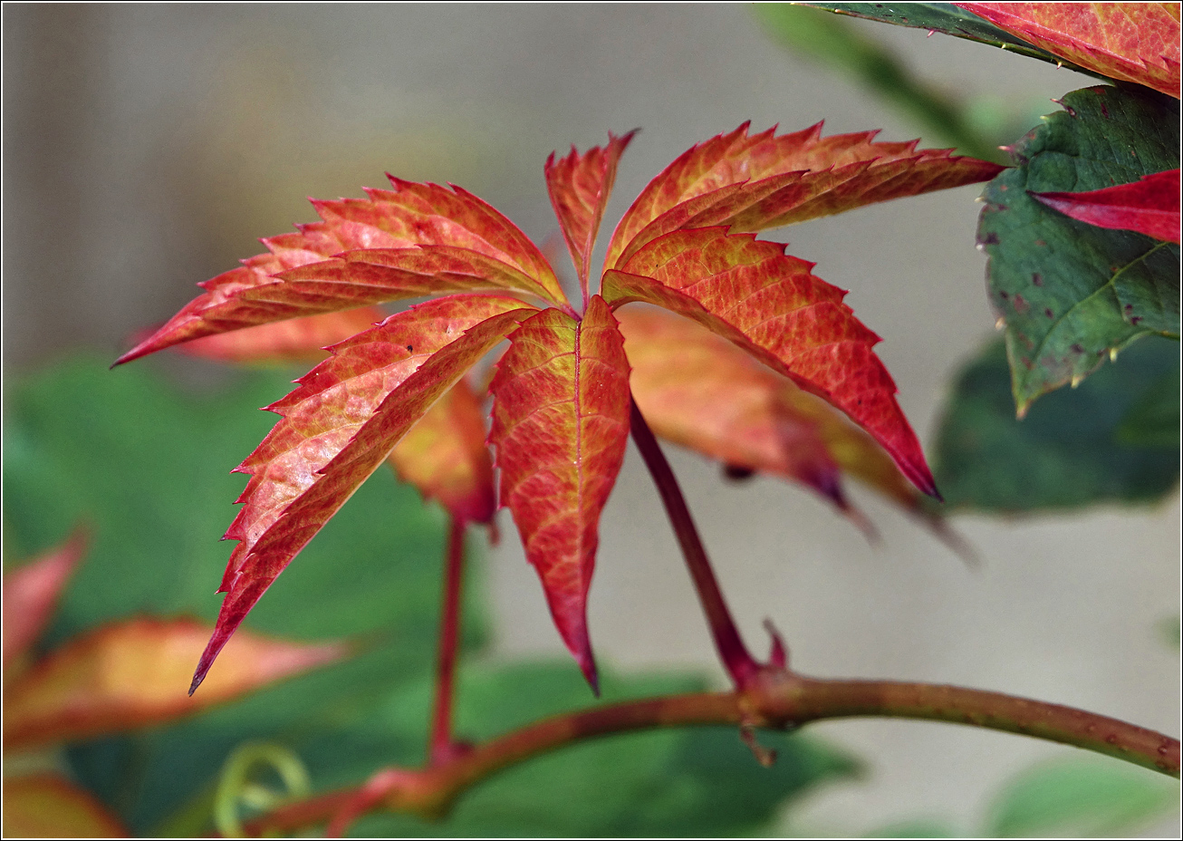 Image of Parthenocissus quinquefolia specimen.