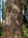 Cedrus libani. Часть ствола старого дерева. Крым, Южный Берег, городской округ Ялта, Массандровский парк. 29.05.2024.