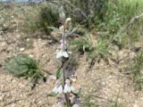 Phlomoides kirghisorum