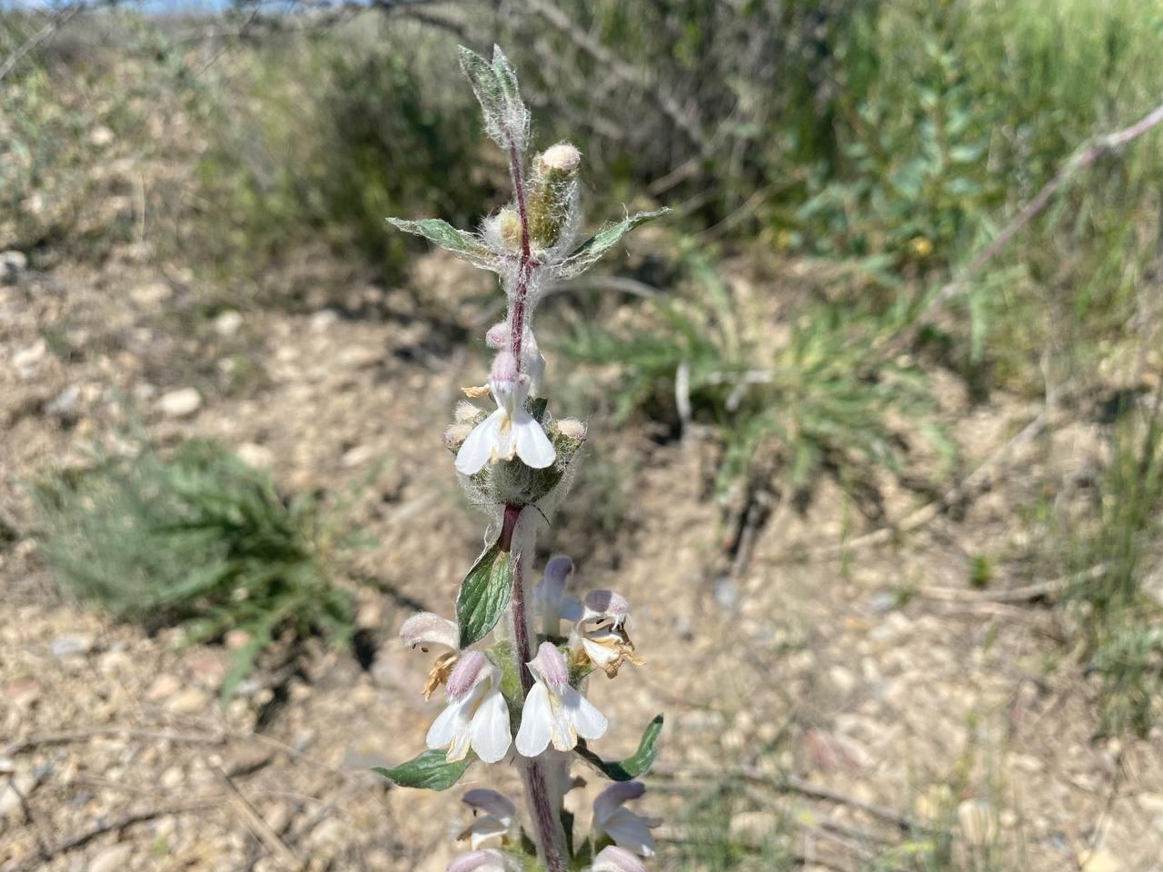 Изображение особи Phlomoides kirghisorum.