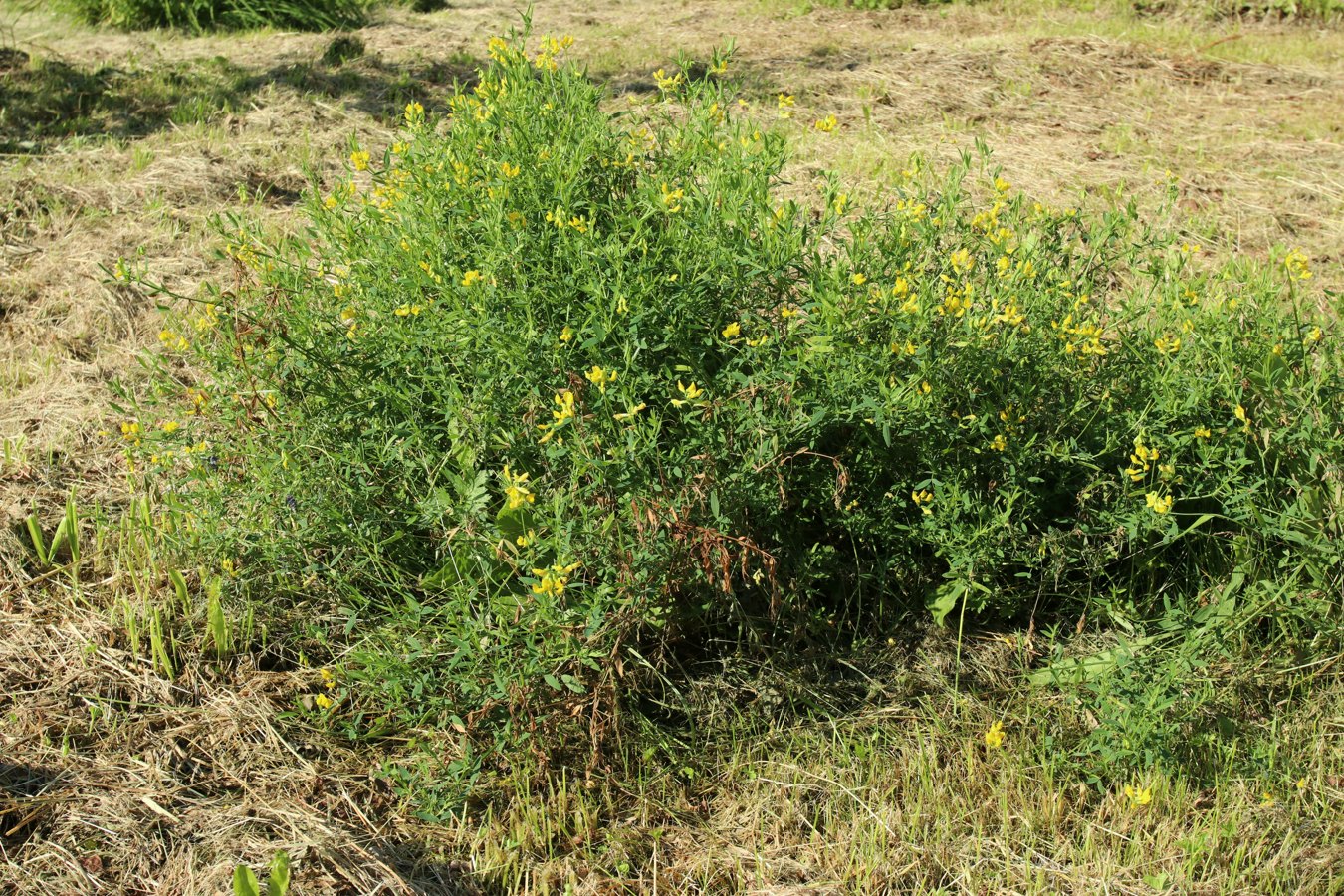 Image of Lathyrus pratensis specimen.