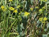 Bupleurum rotundifolium