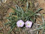 Convolvulus lineatus. Цветущее растение. Узбекистан, г. Ташкент, пос. Улугбек, санитарно-защитная зона, глинистая почва. 02.05.2015.