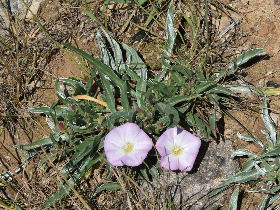 Image of Convolvulus lineatus specimen.