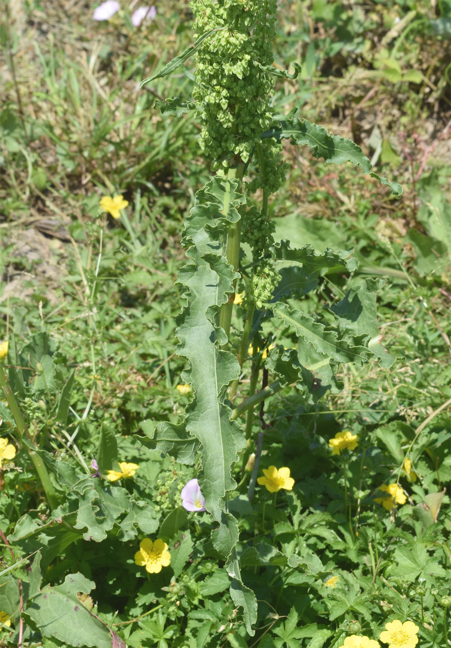 Image of Rumex crispus specimen.