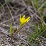 View full-size image Gagea pusilla