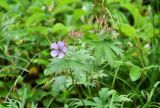 Смотреть изображение Geranium erianthum