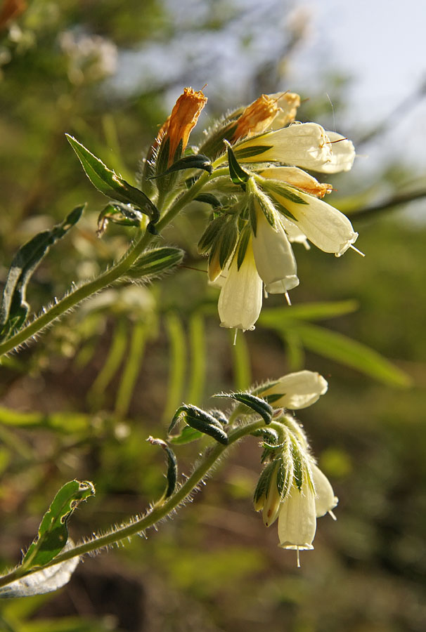 Image of Onosma simplicissima specimen.