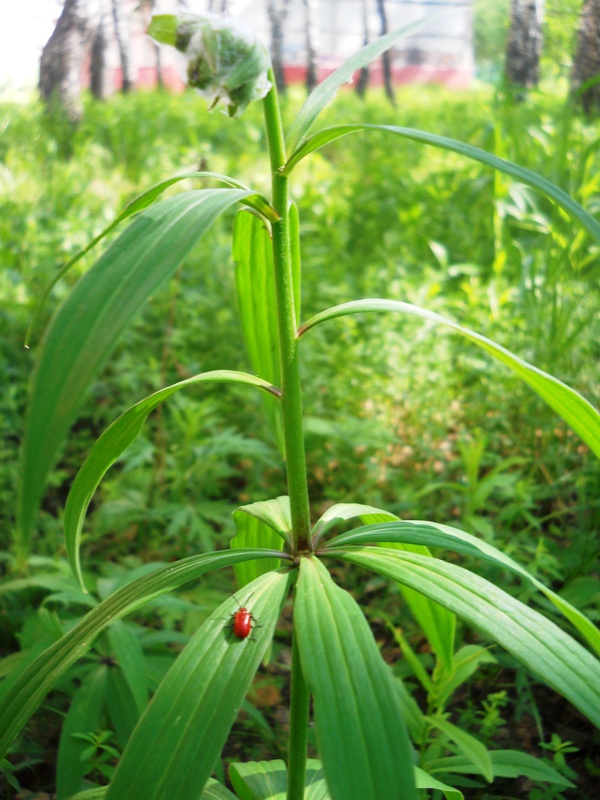 Image of Lilium pilosiusculum specimen.