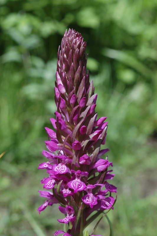 Image of Dactylorhiza umbrosa specimen.