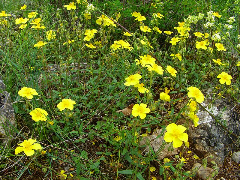 Image of genus Helianthemum specimen.