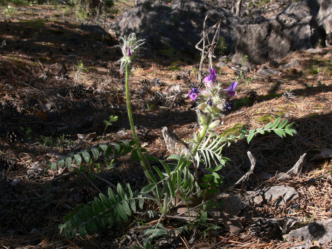 Image of Oxytropis ivdelensis specimen.