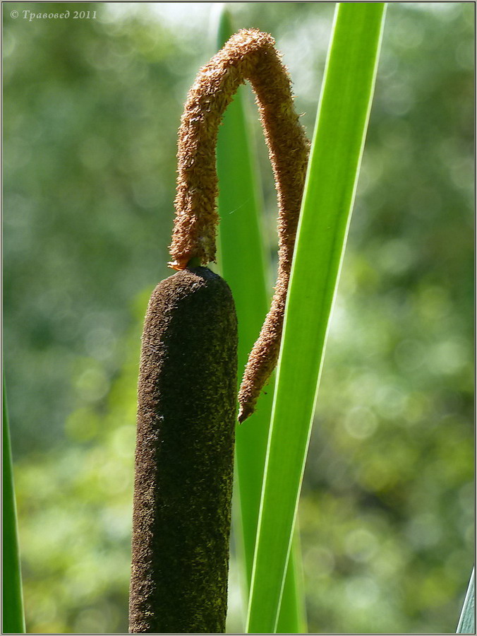 Изображение особи Typha &times; glauca.