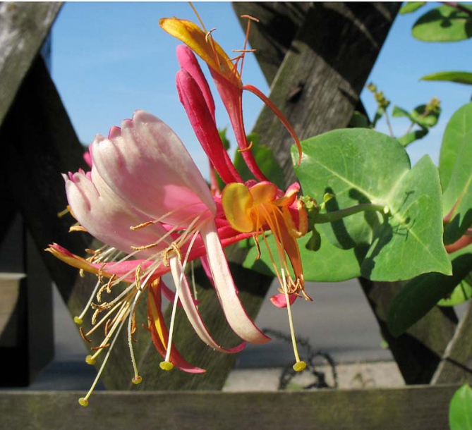 Image of Lonicera caprifolium specimen.