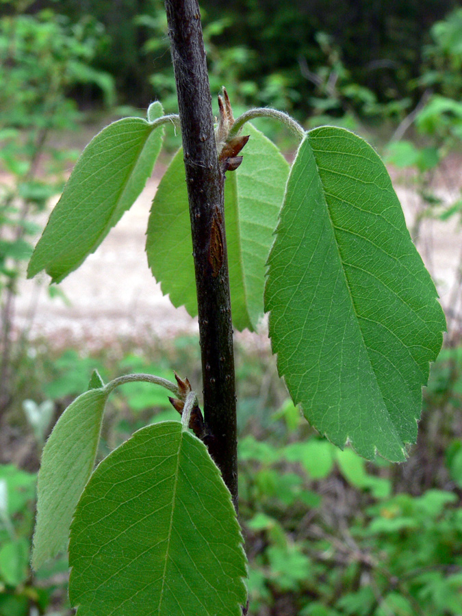 Image of Amelanchier alnifolia specimen.