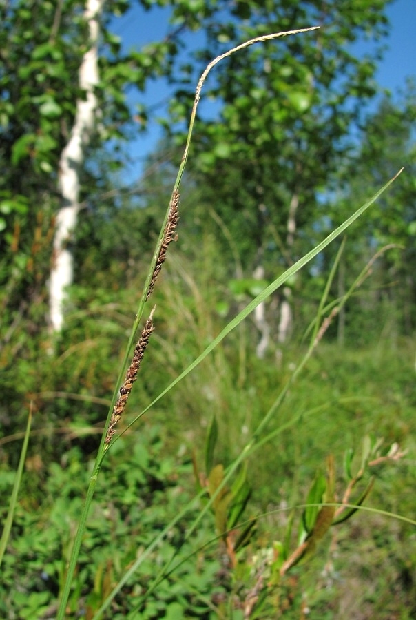 Изображение особи Carex nigra.