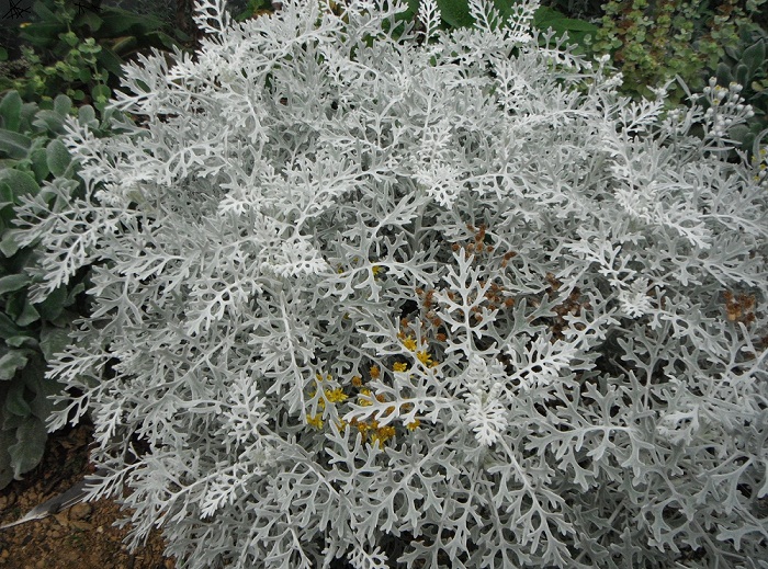 Image of Senecio cineraria specimen.