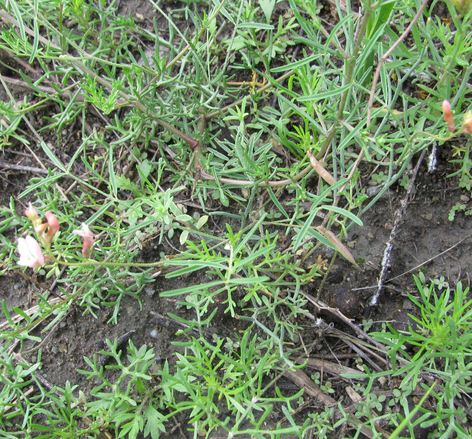 Image of Astragalus miniatus specimen.