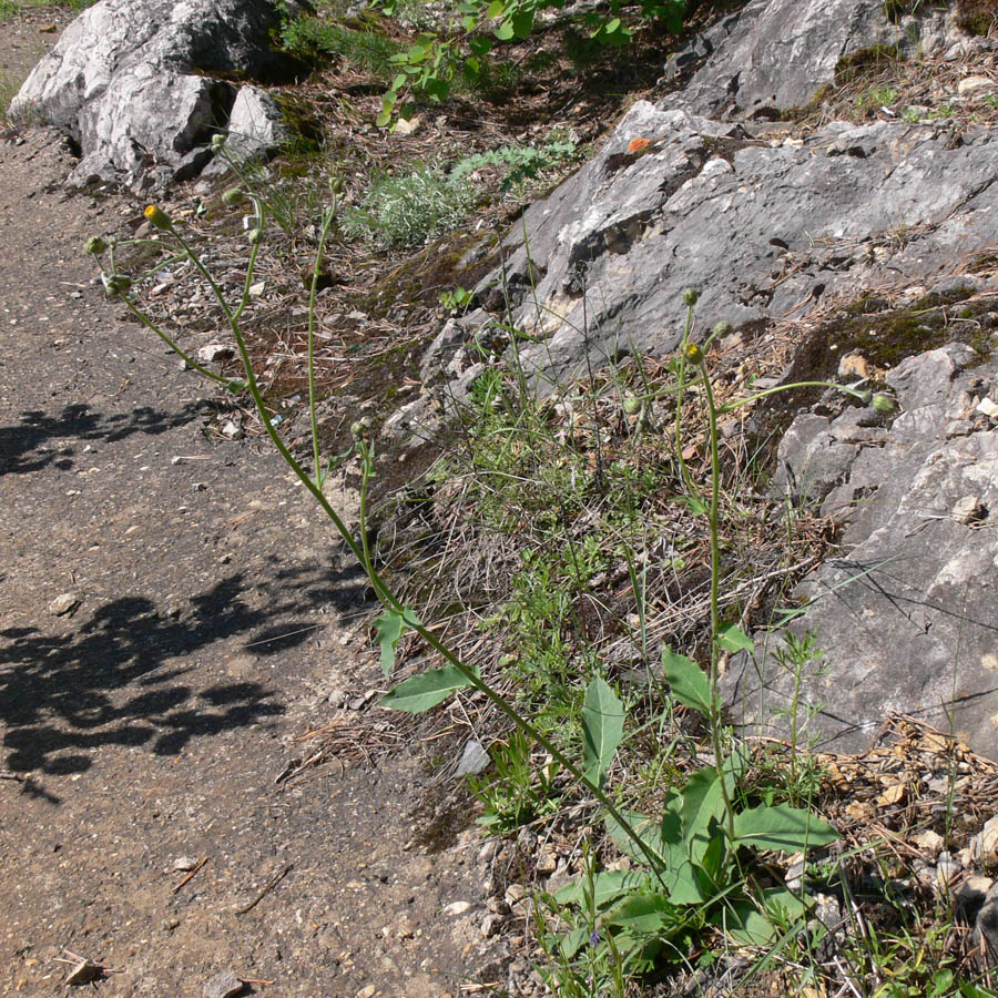 Image of genus Hieracium specimen.