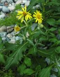 Senecio pseudoarnica